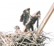 2016 06 11 WildLife MPLS 013